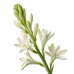 Fototapeta premium Tuberose 3D rendered flower gracefully isolated on a white background with soft white petals and intricate textures 