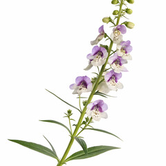 Angelonia 3D rendered flower delicately isolated on a white background with soft petals and intricate details
