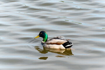 A duck is swimming in a body of water. The duck is green and brown. The water is calm