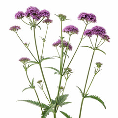 Obraz premium Verbena 3D rendered flower beautifully isolated on a white background with delicate blooms and vibrant textures 