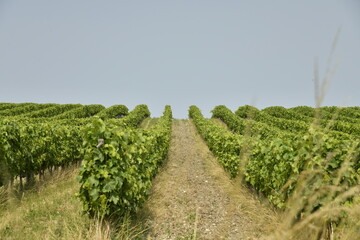 L'un des vignobles avec plantation lignée sous un ciel bleu près de Villebois-Lavalette en...