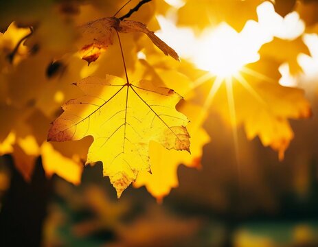 Bright yellow leaves dance gently in the breeze, illuminated by the golden sunlight of an Indian summer afternoon, showcasing nature's spectacular autumn transformation Generative AI - Powered by Adobe