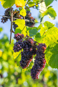 Vineyard with Palava, Southern Moravia, Czech Republic