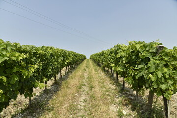 Naklejka premium L'un des vignobles avec plantation lignée sous un ciel bleu près de Villebois-Lavalette en Charente 