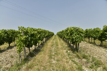 L'un des vignobles avec plantation lignée sous un ciel bleu près de Villebois-Lavalette en...