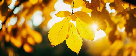 Obraz premium Vibrant yellow leaves glow warmly in the gentle sunlight, capturing the essence of an idyllic autumn day. The beauty of nature unfolds in a peaceful moment Generative AI