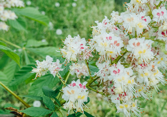 Blooming Horse Chestnut Flowers in Springtime
