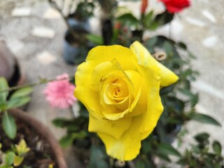 Yellow Rose close view with blurred natural green background. Woody perennial flowering plant of the genus Rosa. Rose tree with stems that are often armed with sharp prickles.