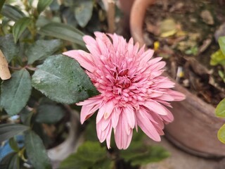 Floral background with small Pink red Chrysanthemum flowers and petals. Beautiful natural flower bed.