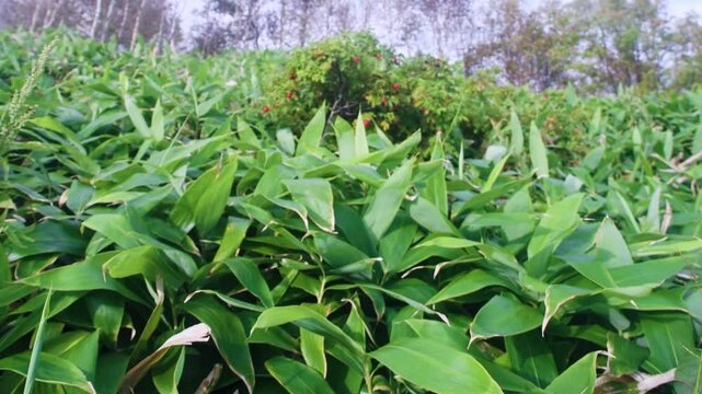 Sasa kurilensis. West Sakhalin Mountains, hill country. Glade of ilver fir-spruce taiga forest, Sea of Japan. Damp taiga meadows. Japanese herbal medicine