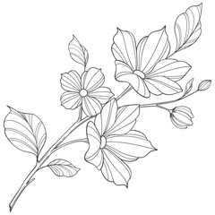 Sketch Floral Botany Collection. flower drawings. Black and white with line art on white backgrounds. Hand Drawn Botanical Illustrations.Vector