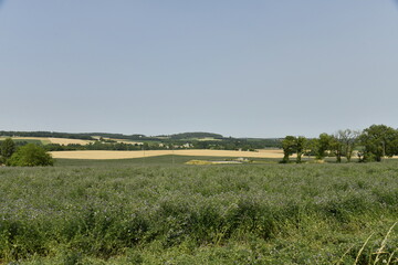 Terrain de plantes sauvages pr&egrave;s du bourg de Villebois-Lavalette en Charente 