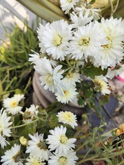 Fototapeta premium Floral background with small White yellow Chrysanthemum flowers and petals. Beautiful natural flower bed.