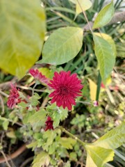 Floral background with small Pink red Chrysanthemum flowers and petals. Beautiful natural flower bed.