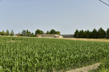Champ de maïs en pleine croissance sous un ciel clair près du bourg de Champagne au Périgord Vert  © Photocolorsteph