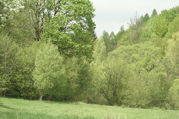 Fototapeta premium trees in the park