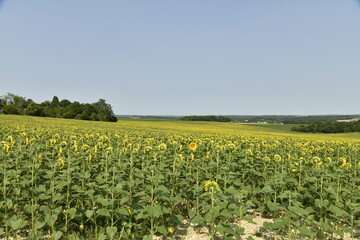 Champ de tournesols sous un ciel serein près du bourg de Champagne au Périgord Vert  © Photocolorsteph