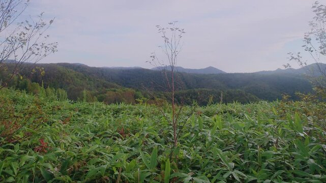 Sasa kurilensis. West Sakhalin Mountains, hill country. The rolling old mountains on Sakhalin Island are covered with silver fir-spruce taiga forest, the Sea of Japan. Damp taiga meadows