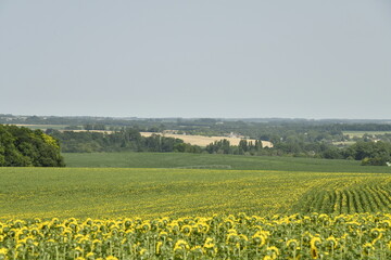 Champ de tournesols à perte de vue aux environs de Villebois-Lavalette en Charente 