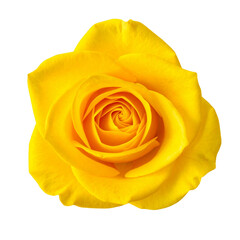 yellow rose on white background