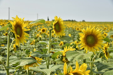 Tournesol en pleine maturité sous un ciel bleu près du bourg de Champagne au Périgord Vert  © Photocolorsteph