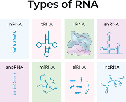 Types of RNA: mRNA, tRNA, rRNA, A, and More Design Vector Illustration