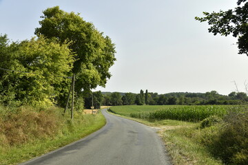 arbres le long d'une route de campagne près du bourg de Champagne au Périgord Vert  © Photocolorsteph