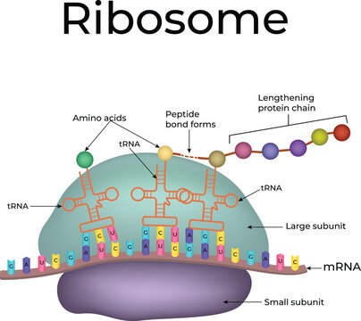 Ribosome Structure and Function in Protein Synthesis Design, Vector Illustration