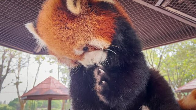 Cute lesser panda( Ailurus fulgens) cleaning its body on tree, 4k slow motion footage.