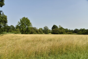 Champ de blé après moisson sous un ciel bleu près du bourg de Champagne au Périgord Vert  © Photocolorsteph