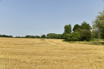 Champ de blé après moisson sous un ciel bleu près du bourg de Champagne au Périgord Vert  © Photocolorsteph