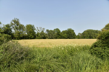 Champ de blé dans une clairière près du bourg de Champagne au Périgord Vert  © Photocolorsteph
