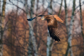 Red kite (Milvus milvus)