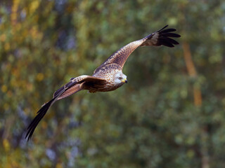Red kite (Milvus milvus)