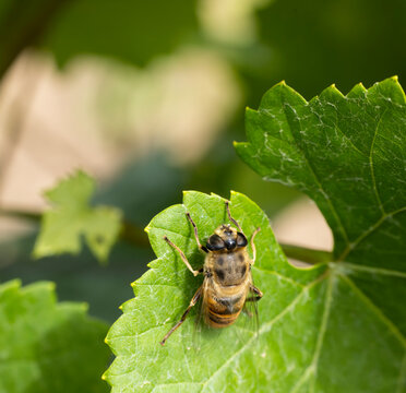 digger bea on the green leaf