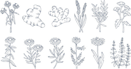 Thin linear black and white illustration of medicinal herbs including echinacea ginger turmeric lavender rosemary calendula lemon balm and dandelion icons for natural healing