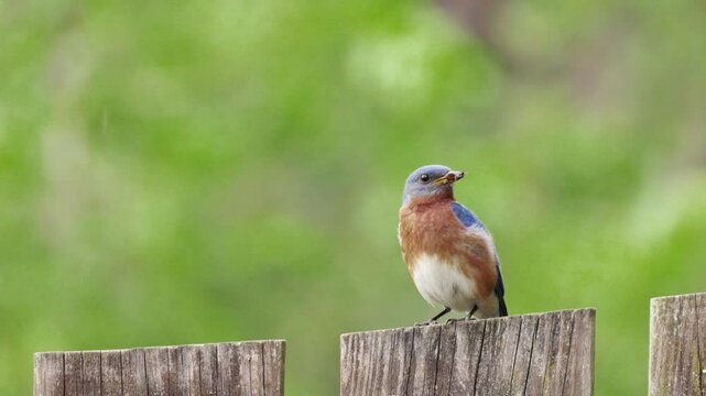 A bluebird bird is perched on a wooden fence post. The bird has a bug in its beak.