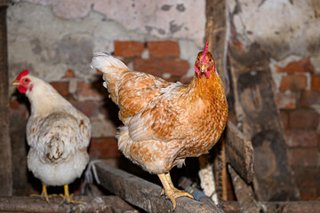 Chickens in the chicken farm 