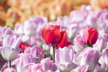 A single red tulip stands out amid a sea of pink flowers