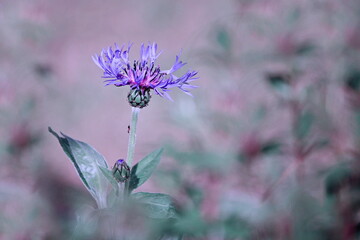 Le Bleuet © Dreams 14