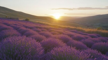 Obraz premium Sunset over a Lavender Field in Rolling Hills