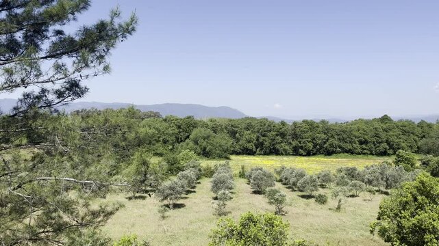 trees and Flower field. and mountains at countryside