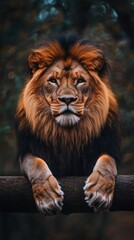 Fototapeta premium Beautiful Lion