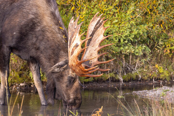 Bull Moose in Grand Teton National Park Wyoming in Autumn