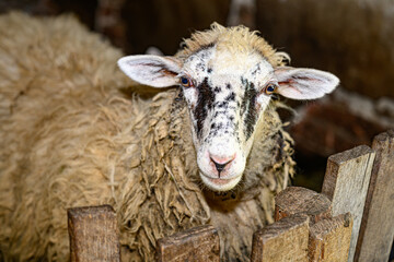  Sheep in a barn.  Sheep in the pen