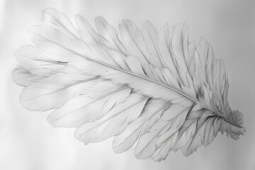 Naklejka premium Detailed feather illustration