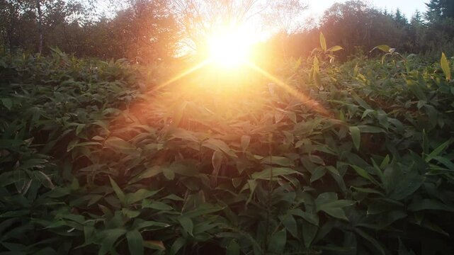 Sasa kurilensis. West Sakhalin Mountains, hill country. Glade of ilver fir-spruce taiga forest, Sea of Japan. Damp taiga meadows. Japanese herbal medicine. On sunset