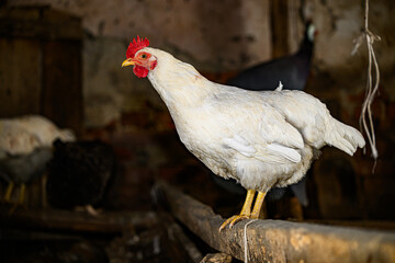 Chickens in the chicken farm  © nedomacki
