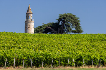 Typical vineyards near Chateau la Tour de By, Bordeaux, Aquitaine, France