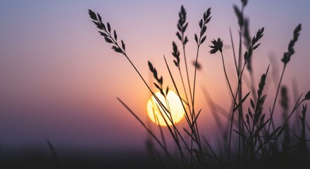 Grass seed heads silhouetted at sunset